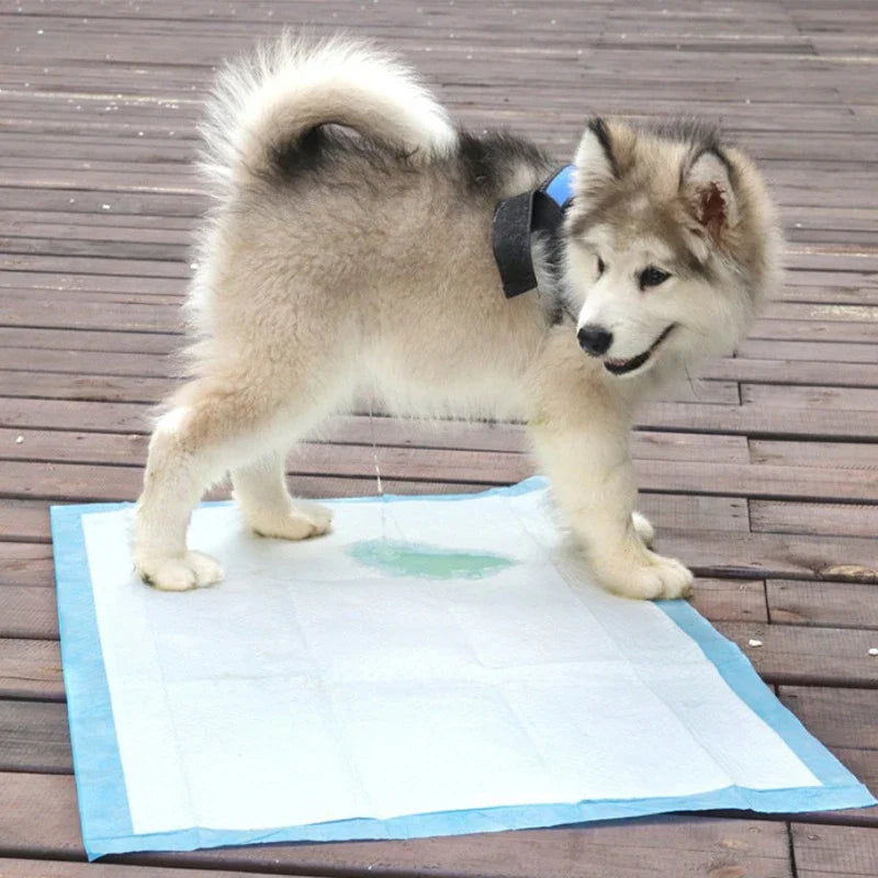 Winter-Ready Super Absorbent Disposable Pet Training Pads