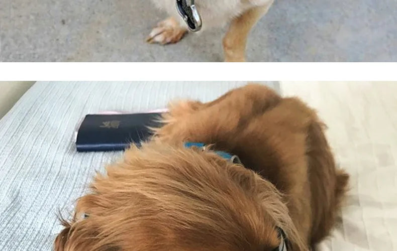 Adjustable Dog Sunglasses & Goggles