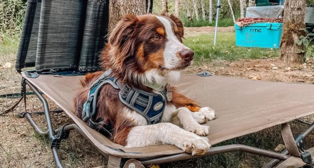 No-Pull Tactical Dog Harness with Reflective Strips