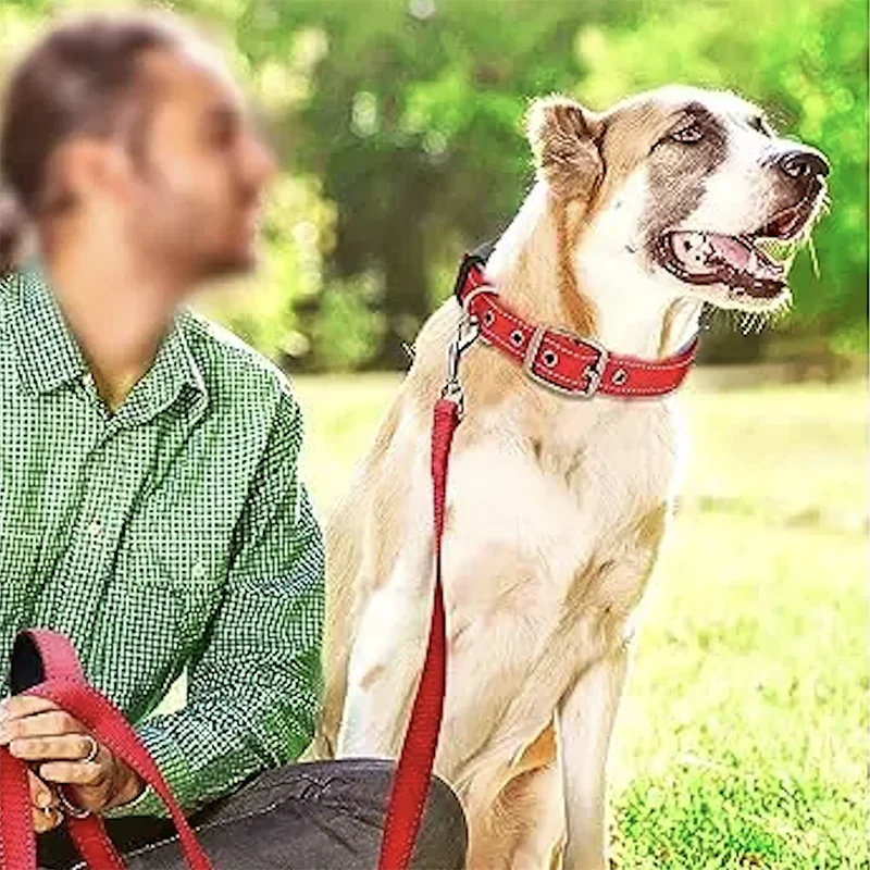 Padded Reflective Nylon Dog Collar – Adjustable for Small, Medium & Large Dogs