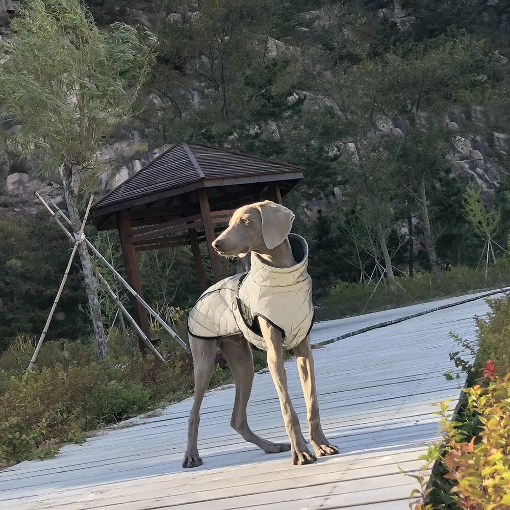 Reflective Winter Dog Jacket & Outdoor Vest