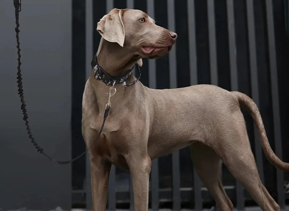 Heavy-Duty Bungee No-Pull Training Leash for Large Dogs